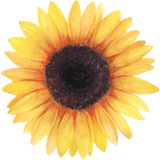 Sunflower Family Names Typography Print - Watercolour