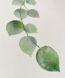 Bathroom Prints Botanicals Eucalyptus: Just Eucalyptus 3