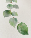 Bathroom Prints Botanicals Eucalyptus: Hope Everything Comes Out OK